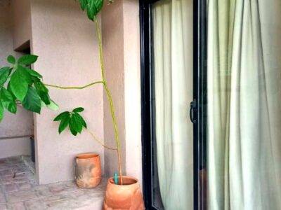 IMG-20241207-WA0034